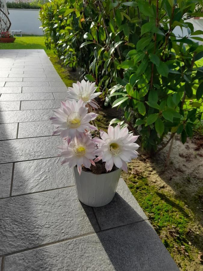 B&B Villa Griselda Quinto Di Treviso Екстер'єр фото